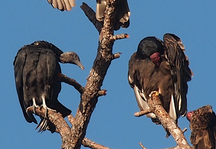 [Two turkey vultures sit in the tree with one on either side of the branch going up between them. On the left is a vulture with an all gray head and beak. On the right the vulture has its head tucked into its left wing, but parts of the red head are visible. ]
